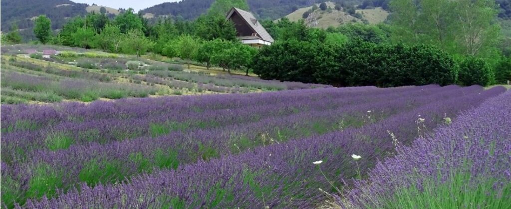 parco della lavanda in calabria provenza