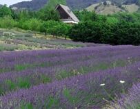 Parco della Lavanda in Calabria, un giardino magico nel cuore del Pollino